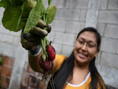Adriana Armas montre des radis cultivés dans son potager de Guatemala City, le 28 mai 2020 - Johan ORDONEZ [AFP]