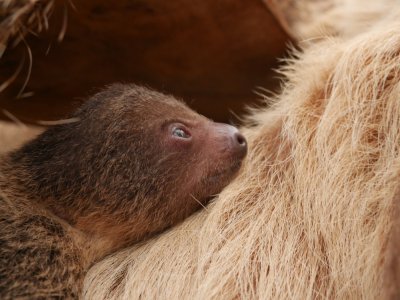 Un paresseux est né au parc zoologique Biotropica à Val-de-Reuil pendant le confinement. Le public peut déjà apercevoir le petit accroché à sa mère dans l'enclos qui leur est réservé. - Biotropica