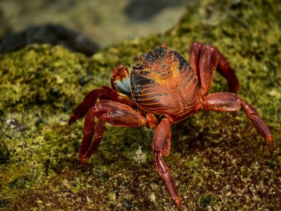 Un crabe rouge sur l'île Isabela, en février 2019 - RODRIGO BUENDIA [AFP/Archives]