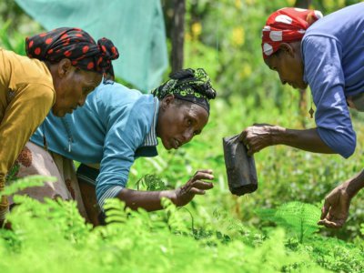 Des agricultrices éthiopiennes s'occupent de pousses d'arbre dans une pépinière à Buee, à une centaine de km de la capitale, Addis Abeba, le 1er juin 2020 - Michael Tewelde [AFP]