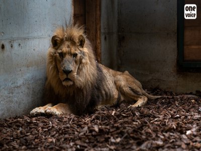 L'association déplore l'état de santé dans lequel elle a recueilli le lion Jon le vendredi 5 juin, dans l'Eure. - OneVoice