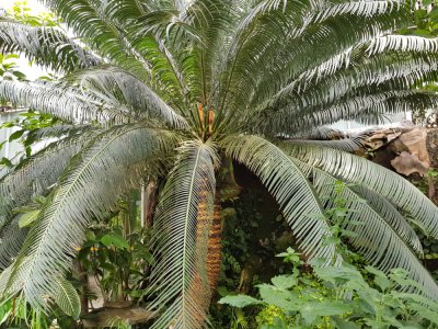 Des palmiers du jardin des plantes de Caen vont donner à la place Saint-Sauveur un air de Miami...
