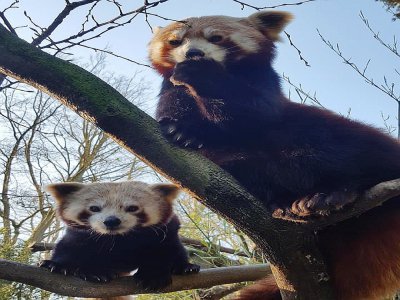 Le couple de pandas roux a donné naissance à un petit, début juin, au sein du parc de Clères.