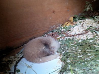 Le bébé panda roux est né le 4 juin, au parc de Clères. - Parc de Clères