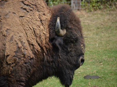 Les bisons sont installés à Muchedent, près de la forêt d'Eawy. - Nicolas Novick