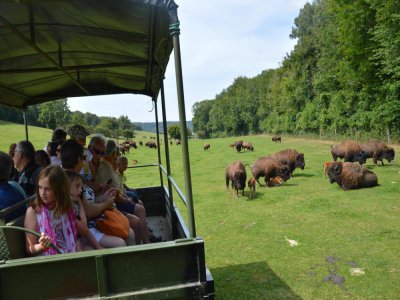 Au parc de Muchedent, près de 400 bisons vivent en semi-liberté. Cette année, une soixantaine de bisonneaux sont nés. - Nicolas Novick