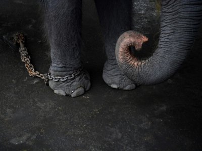 Une vidéo illustrant la violence du dressage des éléphanteaux destinés à être employés dans la lucrative industrie du tourisme en Thaïlande a été diffusée par des écologistes - Lillian SUWANRUMPHA [AFP/Archives]