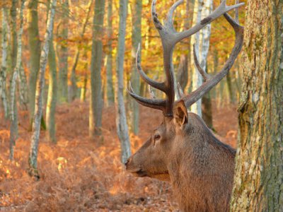 Des animaux sauvages peuvent être observés par les visiteurs à la forêt de Grimbosq.  - Loïc Durand / Calvados Attractivité