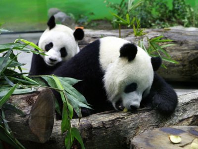Les pandas géants Tuan Tuan et Yuan Yuan dans leur enclos du zoo de Taipei en janvier 2009 à Muzha - GUO RU-HSIAO [POOL/AFP/Archives]