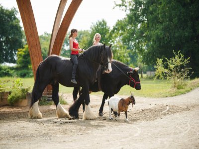 La ferme de La Michaudière propose un grand spectacle équestre de plus d'une heure avec près de trente chevaux. - Facebook La Michaudière