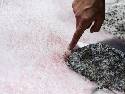 Biagio di Maio, chercheur au Centre de recherche national, montre la neige rose au sommet du glacier Presena, près de Pellizzano, dans les Alpes italiennes le 4 juillet 2020. - Miguel MEDINA [AFP]