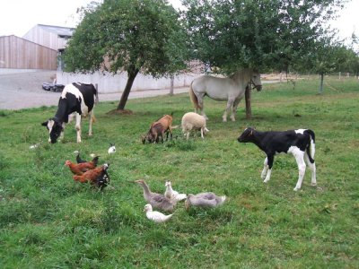 Les animaux de la ferme de la Pommeraie à Courcy sont à découvrir cet été, dans le cadre de l'opération Un Eté à la ferme. - La Ferme de la Pommeraie
