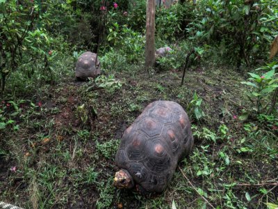 Des tortues dans le jardin botanique de Alberto Gomez à Quindio, le 6 juillet 2020 - Adriana RUIZ [AFP]