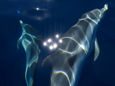 Des dauphins "bleus et blancs" au large de La Ciotat dans les Bouches-du-Rhône le 23 juin 2020 - Christophe SIMON [AFP]