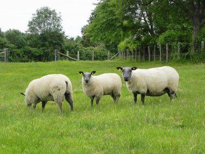Des moutons ont été retirés à leur propriétaire dans l'Orne, en raison de maltraitance. Illustration - DR