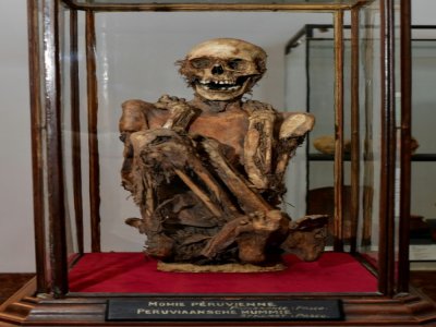 La momie amérindienne du MAH à Bruxelles, le 13 juillet 2020 - JOHN THYS [AFP]