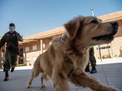 Un membre de la police canine du Chili présente un chien qui va être entraîné à repérer les personnes atteintes du Covid-19. - Martin BERNETTI [AFP]
