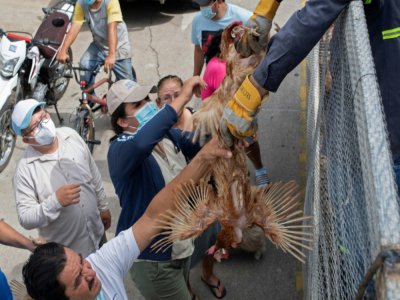 Un employé municipal distribue des poules à des familles dans le besoin, dans le département de Chalatenango (Salvador), le 2 juillet 2020 - Yuri CORTEZ [AFP]