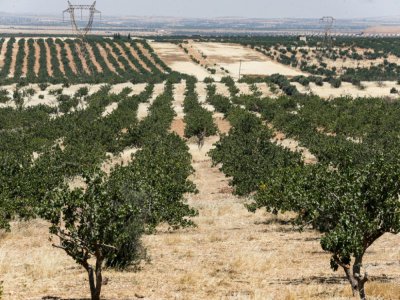 Des vergers de pistachiers à Maan, près de Hama, dans le centre-ouest de la Syrie, le 24 juin 2020 - LOUAI BESHARA [AFP]