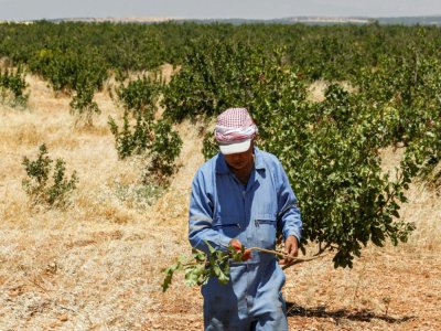 Un producteur de pistaches veille sur ses arbustes, à Maan (centre-ouest de la Syrie) le 24 juin 2020 - LOUAI BESHARA [AFP]