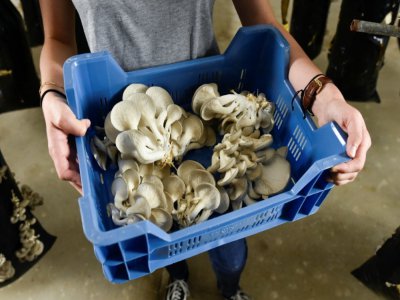 Des champignons cultivés  grâce au recyclage du marc de café sont cueillis dans une champignonnière de la société Permafungi, à Bruxelles le 15 juillet 2020 - JOHN THYS [AFP]