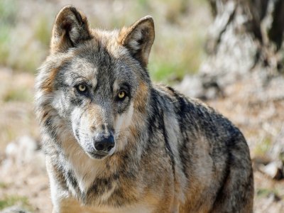 Des recherches sont en cours pour en savoir plus sur un loup présent dans la région, en pays de Bray, selon les annonces de la préfecture de Seine-Maritime le mardi 21 juillet.