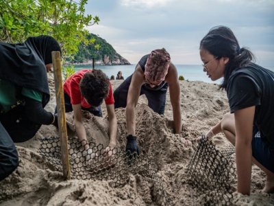 Des volontaires creusent à la recherche d'un nid de tortues et des œufs, le 27 juin 2020 sur une plage de l'ile Redang, centre de conservation et de recherche sur les tortues de mer - Mohd RASFAN [AFP]