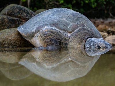 Une tortue verte pond ses œufs sur les plages de l'île Redang (Malaisie), le 28 juin 2020 - Mohd RASFAN [AFP]