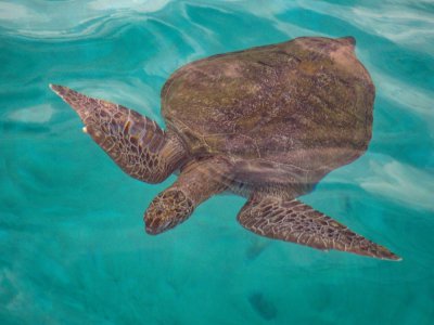 Une tortue verte nageant dans les eaux turquoises de la plage Taaras sur l'ile Redang en Malaisie, le 28 juin 2020 - Mohd RASFAN [AFP]