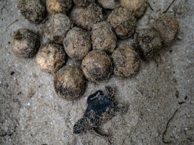 Une petite tortue verte morte et des oeufs sur les rives du sanctuaire de tortues Chagar Hutang sur l'île de Redang, au nord-est de la Malaisie, le 27 juin 2020 - Mohd RASFAN [AFP/Archives]