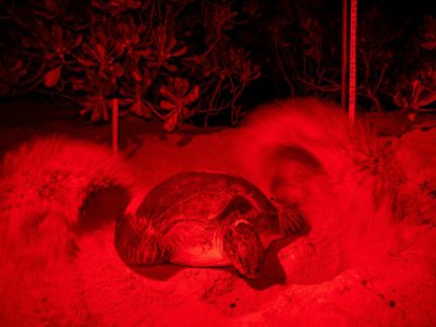 De la lumière rouge pour ne pas perturber une tortue de mer verte qui recouvre ses œufs de sable sur le rivage de Chagar Hutang sur l'île de Redang au nord-est de la Malaisie, le 28 juin 2020 - Mohd RASFAN [AFP/Archives]