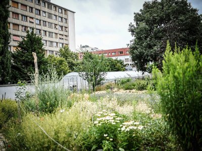 Le jardin parisien où la "floricultrice urbaine" Masami-Charlotte Lavault fait pousser des centaines de variétés de fleurs, le 1er juillet 2020 - STEPHANE DE SAKUTIN [AFP/Archives]
