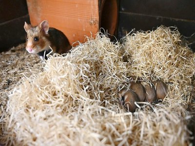 Un grand hamster d'Alsace et sa progéniture, à Jungholtz, le 23 juillet 2020 - FREDERICK FLORIN [AFP]
