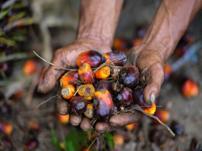 Les fruits du palmier à huile dans une plantation de Meulaboh, dans la province d'Aceh dans le nord de l'île de Sumatra en Indonésie - CHAIDEER MAHYUDDIN [AFP/Archives]