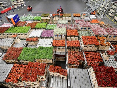 Le Royal Flora Holland d'Aalsmeer, le plus grand marché de fleurs au monde, près d'Amsterdam, le 11 décembre 2018 aux Pays-Bas - EMMANUEL DUNAND [AFP/Archives]