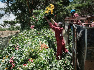 Des employés transportent des roses à la ferme de Bliss Flora, à Nakuru, au nord-est de Nairobi, le 23 mars 2020 au Kenya - Yasuyoshi CHIBA [AFP/Archives]