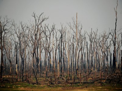 Arbres calcinés dans la forêt amazonienne, le 24 août 2019, près d'Abuna, dans l'Etat de Rondonia au Brésil - Carl DE SOUZA [AFP/Archives]
