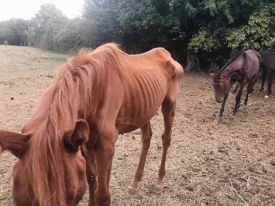 6 chevaux affamés et déshydratés ont été photographiés. - Facebook Paniers du cœur
