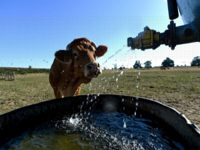 Une vache Limousine se rafraîchit au robinet d'une citerne d'eau, le 5 août 2020 à Vivoin, dans l'ouest de la France - JEAN-FRANCOIS MONIER [AFP]