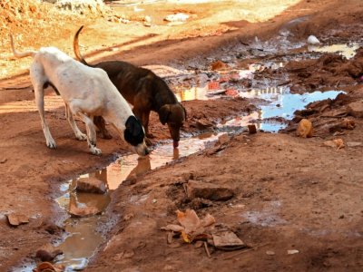 Des chiens boivent de l'eau usée dans une rue de Santa Luzia, près de Brasilia, le 3 août 2020 - EVARISTO SA [AFP]