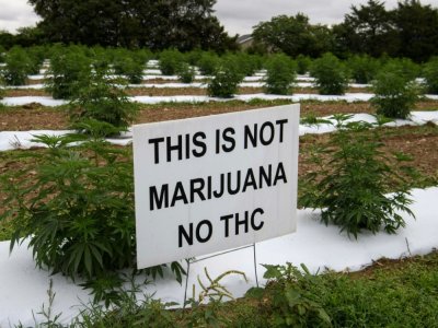 Un panneau "Ceci n'est pas de la Marijuana" sur une exploitation de chanvre, à Stanley, en Virginie, le 6 août 2020 - NICHOLAS KAMM [AFP]