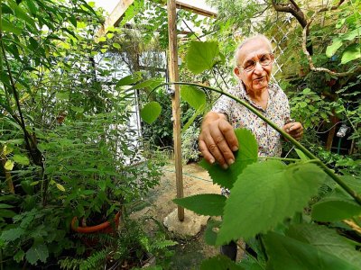 Le généticien Michael Moisseeff choisit des plantes dans son jardin à Montegut-Lauragais près de Toulouse, le 29 juillet 2020 pour reproduire l'odeur de la lune, une commande de la Cité de l'Espace à Toulouse - GEORGES GOBET [AFP]