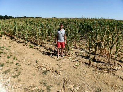 L'agriculteur Sébastien Méry dans son champ de maïs, à Chevannes le 7 août 2020 - ERIC PIERMONT [AFP]