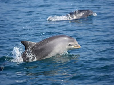 "Il s'agit de regrouper des personnes de bonne volonté qui regardent la mer autrement et qui peuvent nous faire part de leurs observations concernant ces mammifères, à la fois les grands dauphins, voire les baleines à bosse, les phoques gris..." expl - Jean-Marie Déant