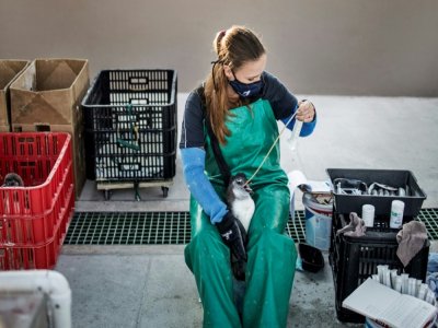 Une bénévole nourrit un manchot à Port-Elizabeth, le 8 juillet 2020 en Afrique du Sud - MARCO LONGARI [AFP]