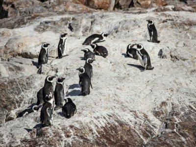 Une colonie de manchots sur l'île Sainte-Croix, dans la baie d'Algoa, en Afrique du Sud, le 8 juillet 2020 - MARCO LONGARI [AFP]
