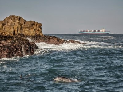 Des dauphins dans la baie d'Algoa, en Afrique du Sud, où des cargos font halte pour se ravitailler en mer, le 8 juillet 2020 - MARCO LONGARI [AFP]