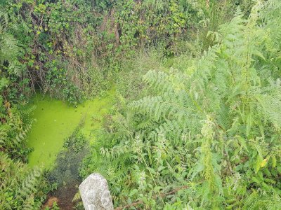 Des déchets verts ont été déposés dans ce vieux lavoir à Hambye, au grand désarroi de certains riverains.