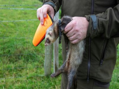 Steven McGonigal, considéré comme le dernier chasseur de lapins professionnel aux méthodes traditionnelles en Irlande, pose un émetteur GPS sur son furet, le 18 août 2020 à Donegal - Paul Faith [AFP]