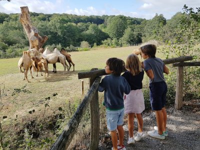 Le Parc animalier d'Ecouves situé près de Sées (Orne) vit sa meilleure saison depuis sa création. Malgré la Covid-19. - Eric Mas